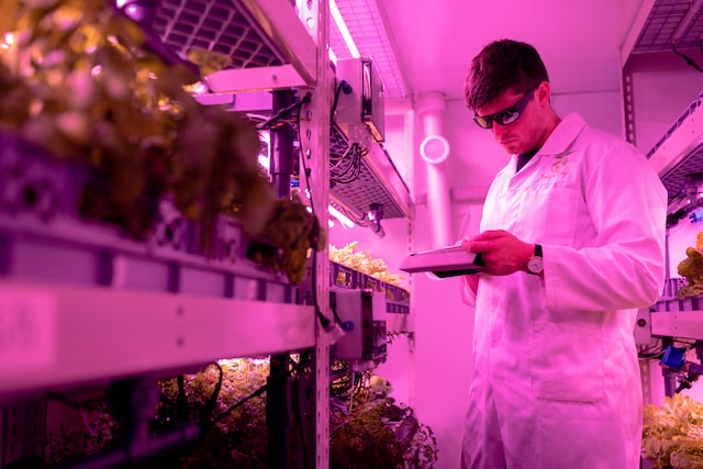 food scientist looking at data whilst in a purple-lit room where vegetables are growing