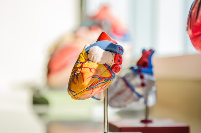 plastic model of a heart