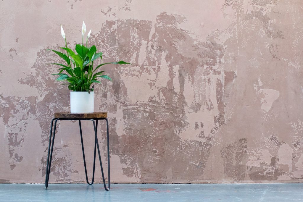 plant against a wall in an office space